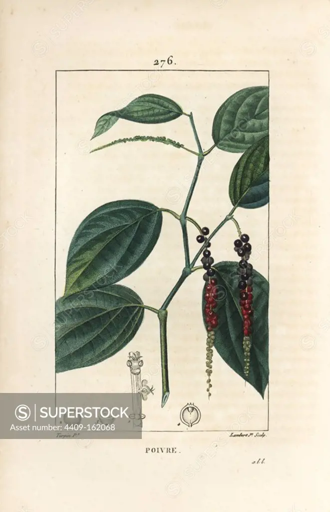 Black pepper, Piper nigrum, with leaf, stalk and ripe and unripe peppercorns. Handcoloured stipple copperplate engraving by Lambert Junior from a drawing by Pierre Jean-Francois Turpin from Chaumeton, Poiret and Chamberet's "La Flore Medicale," Paris, Panckoucke, 1830. Turpin (1775~1840) was one of the three giants of French botanical art of the era alongside Pierre Joseph Redoute and Pancrace Bessa.