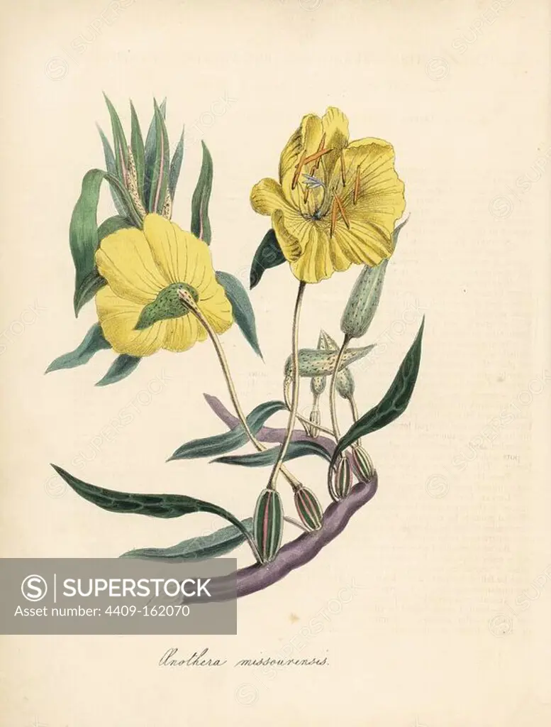 Missouri primrose, Megapterium missouriense (Large-fruited oenothera, Oenothera missourensis). Based on an illustration by William Clark from Richard Morris's "Flora Conspicua." Handcoloured zincograph by C. Chabot drawn by Miss M. A. Burnett from her "Plantae Utiliores: or Illustrations of Useful Plants," Whittaker, London, 1842. Miss Burnett drew the botanical illustrations, but the text was chiefly by her late brother, British botanist Gilbert Thomas Burnett (1800-1835).