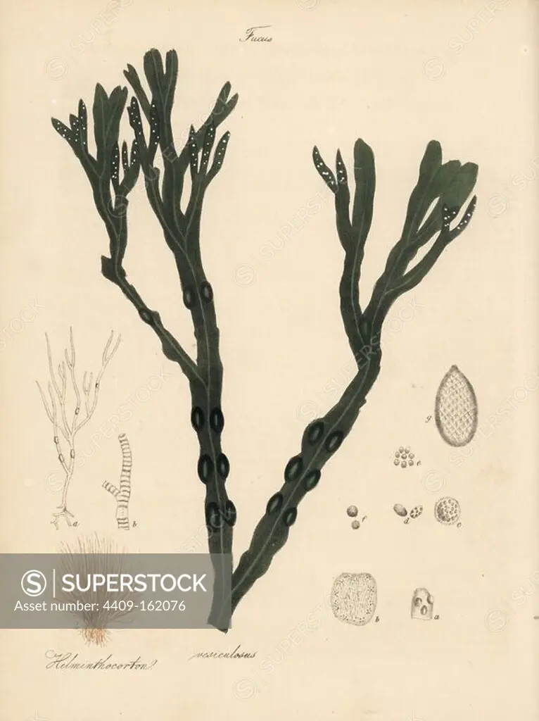 Bladder fucus or bladderwrack, Fucus vesiculosus, and sea moss, Alsidium helminthochorton. Copied from William Clark's illustration in Churchill and Stephenson's "Medical Botany." Handcoloured zincograph by C. Chabot drawn by Miss M. A. Burnett from her "Plantae Utiliores: or Illustrations of Useful Plants," Whittaker, London, 1842. Miss Burnett drew the botanical illustrations, but the text was chiefly by her late brother, British botanist Gilbert Thomas Burnett (1800-1835).