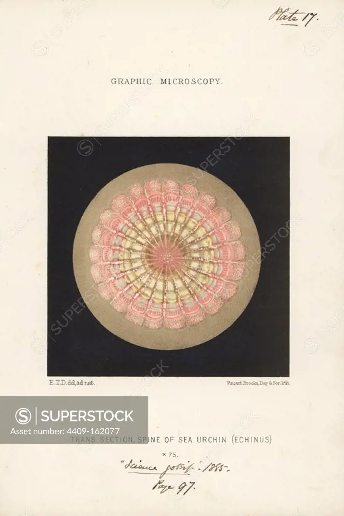 Transverse section through the spine of a sea urchin, Echinus sp., magnified x75. Chromolithograph after an illustration by E.T.D., lithographed by Vincent Brooks, from "Graphic Microscopy" plates to illustrate "Hardwicke's Science Gossip," London, 1865-1885.