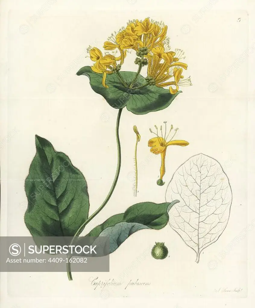 Hairy honeysuckle, Lonicera hirsuta (Downy American woodbine, Caprifolium pubescens). Handcoloured copperplate engraving by J. Swan after a botanical illustration by William Jackson Hooker from his own "Exotic Flora," Blackwood, Edinburgh, 1823. Hooker (1785-1865) was an English botanist who specialized in orchids and ferns, and was director of the Royal Botanical Gardens at Kew from 1841.