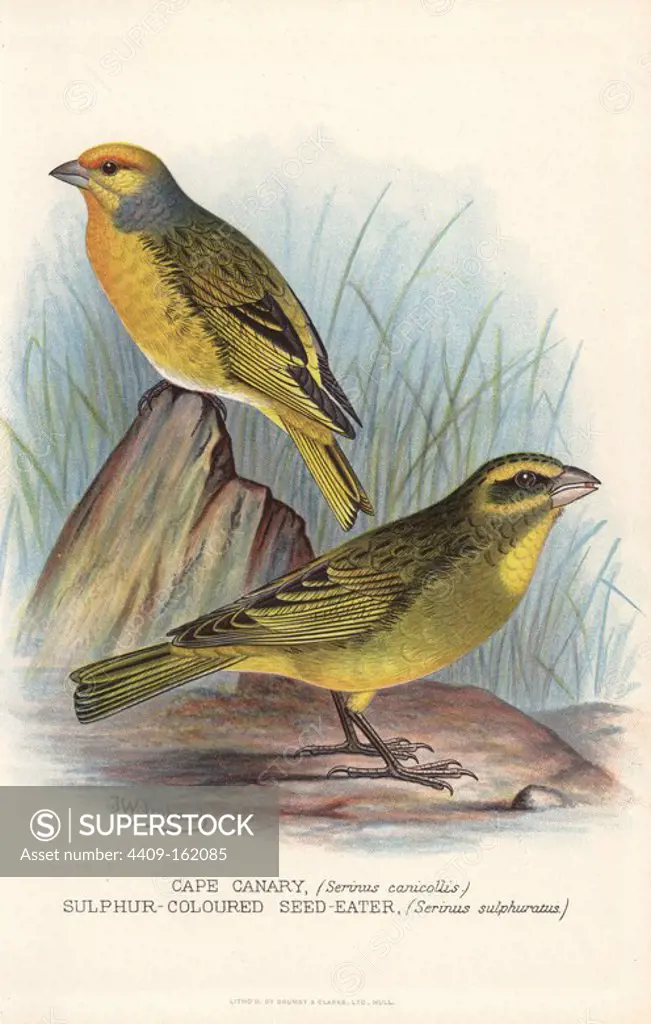 Cape canary, Serinus canicollis, and brimstone canary or sulphur-coloured seed-eater, Serinus sulphuratus. Chromolithograph by Brumby and Clarke after a painting by Frederick William Frohawk from Arthur Gardiner Butler's "Foreign Finches in Captivity," London, 1899.