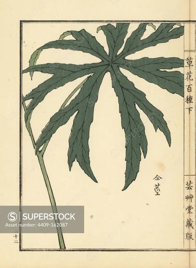 Yaburegasa or shredded umbrella plant, Syneilesis palmata. Handcoloured woodblock print by Kono Bairei from Kusa Bana Hyakushu (One Hundred Varieties of Flowers), Tokyo, Yamada, 1901.