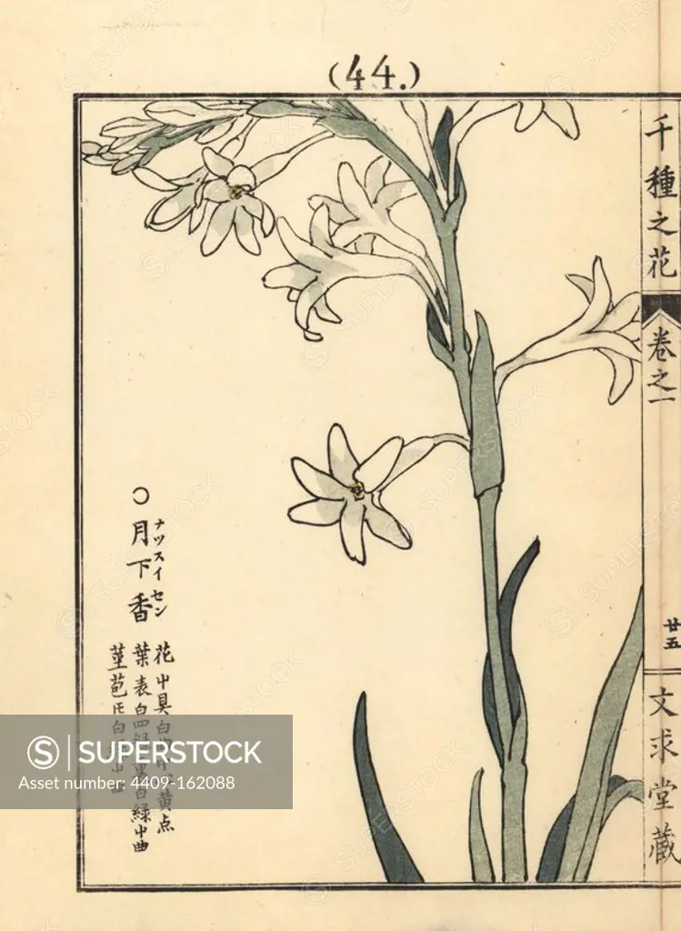 Natsuzuisen or resurrection lily, Lycoris squamigera. Handcoloured woodblock print by Kono Bairei from Senshu no Hana (One Thousand Varieties of Flowers), Bunkyudo, Kyoto, 1900.