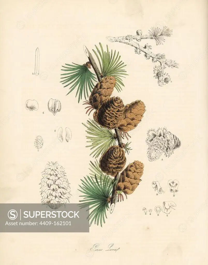 White larch tree, Larix decidua (Larix europaea), leaf, branch and pine cone. Handcoloured zincograph by C. Chabot drawn by Miss M. A. Burnett from her "Plantae Utiliores: or Illustrations of Useful Plants," Whittaker, London, 1842. Miss Burnett drew the botanical illustrations, but the text was chiefly by her late brother, British botanist Gilbert Thomas Burnett (1800-1835).