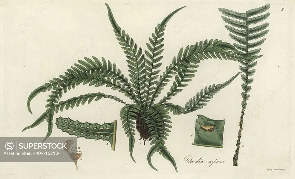 Prickly rasp ferm or rigid doodia, Doodia aspera. Handcoloured copperplate engraving by J. Swan after a botanical illustration by William Jackson Hooker from his own "Exotic Flora," Blackwood, Edinburgh, 1823. Hooker (1785-1865) was an English botanist who specialized in orchids and ferns, and was director of the Royal Botanical Gardens at Kew from 1841.