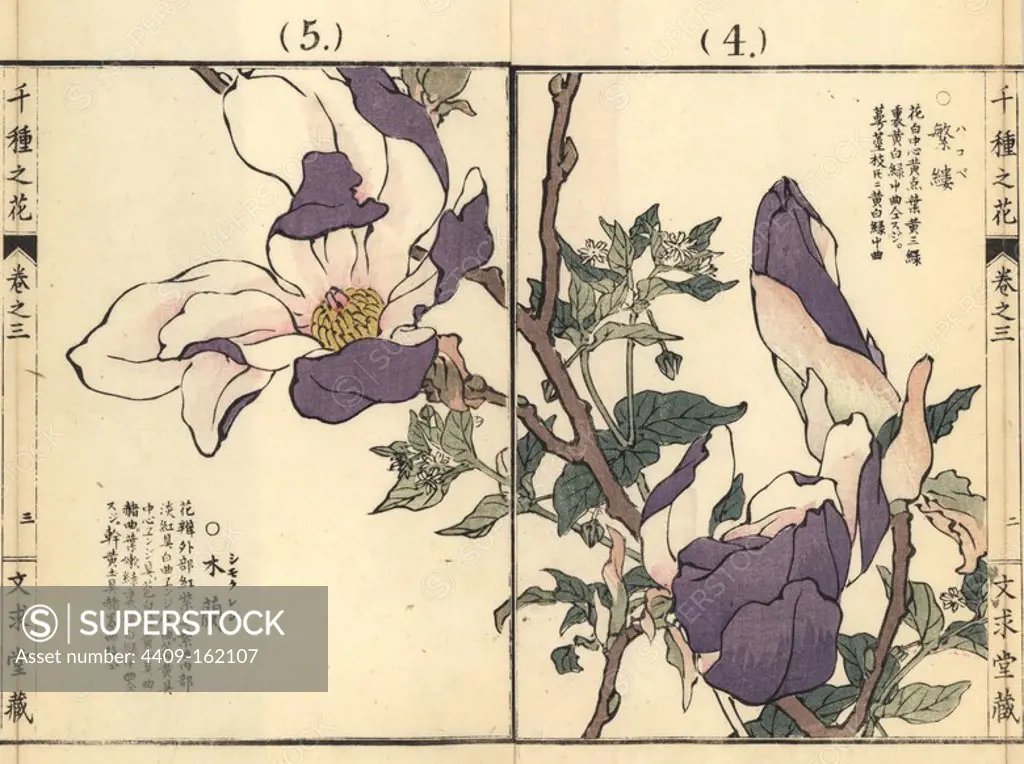 Shimokuren or purple magnolia, Magnolia liliiflora, and hakobe or greater chickweed, Stellaria neglecta. Handcoloured woodblock print by Kono Bairei from Senshu no Hana (One Thousand Varieties of Flowers), Bunkyudo, Kyoto, 1889.