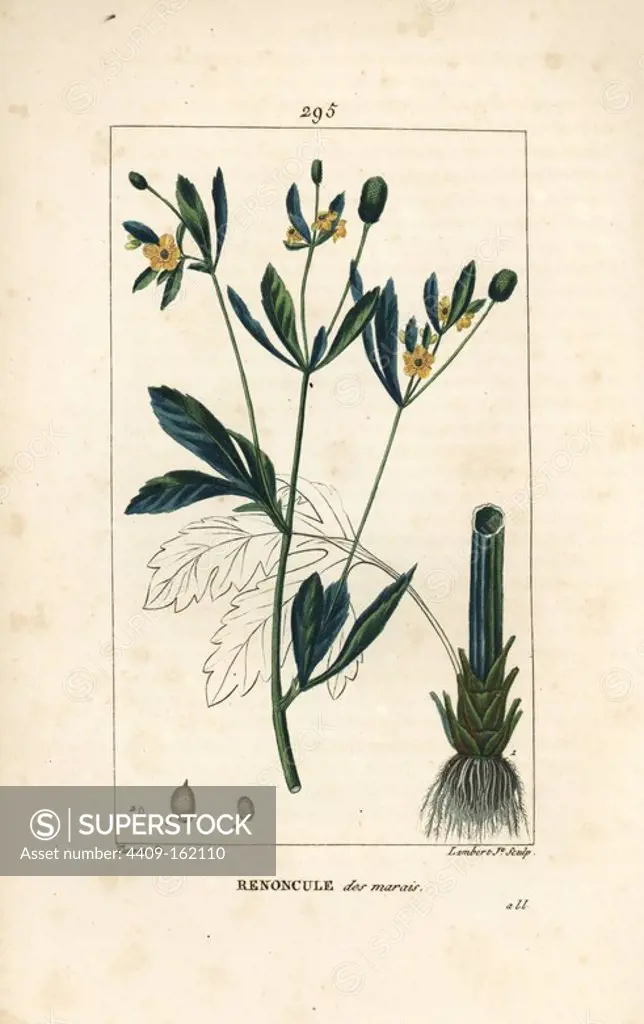 Marsh marigold or marsh crowfoot, Caltha palustris (Ranunculus palustris), with flower, leaf, stalk, root and seed. Handcoloured stipple copperplate engraving by Lambert Junior from a drawing by Pierre Jean-Francois Turpin from Chaumeton, Poiret and Chamberet's "La Flore Medicale," Paris, Panckoucke, 1830. Turpin (1775~1840) was one of the three giants of French botanical art of the era alongside Pierre Joseph Redoute and Pancrace Bessa.