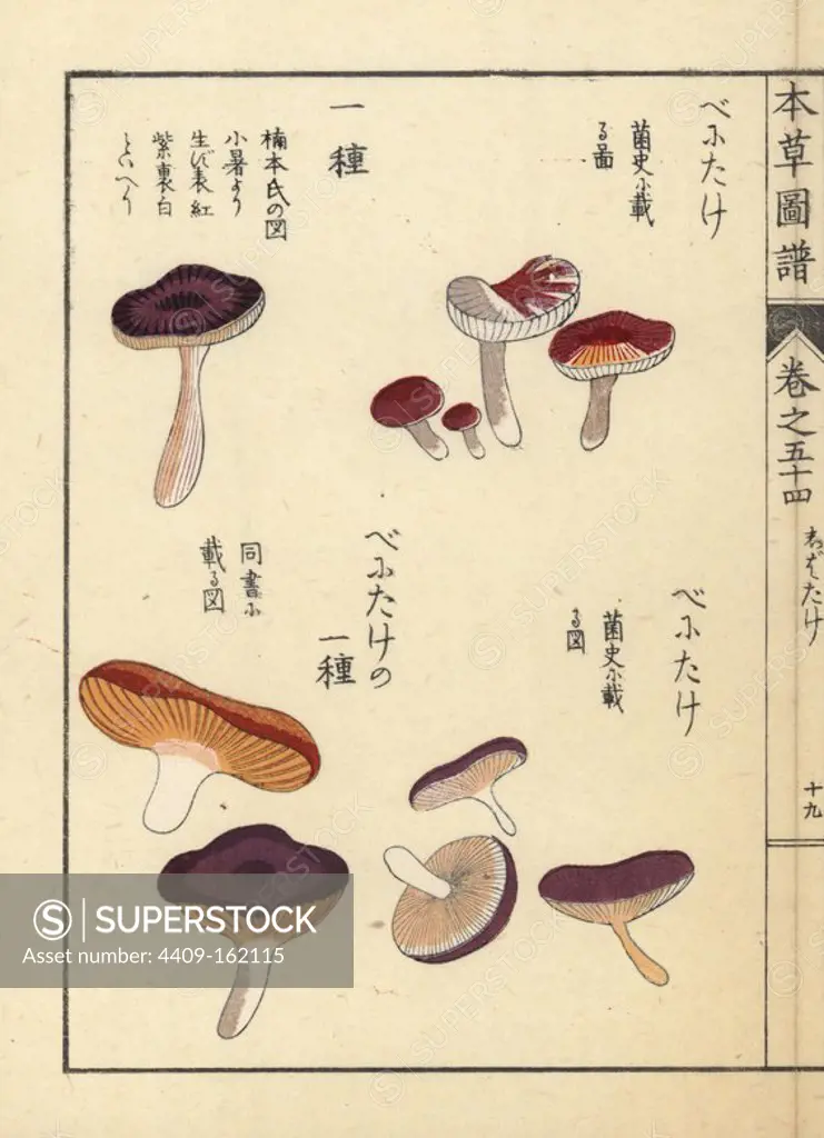 Benitake varieties and Russula fragilis mushrooms. Handcoloured woodblock print from Iwasaki Kan'en's "Honzo Zufu" (Illustrated Guide to Plants), Japan, 1916.