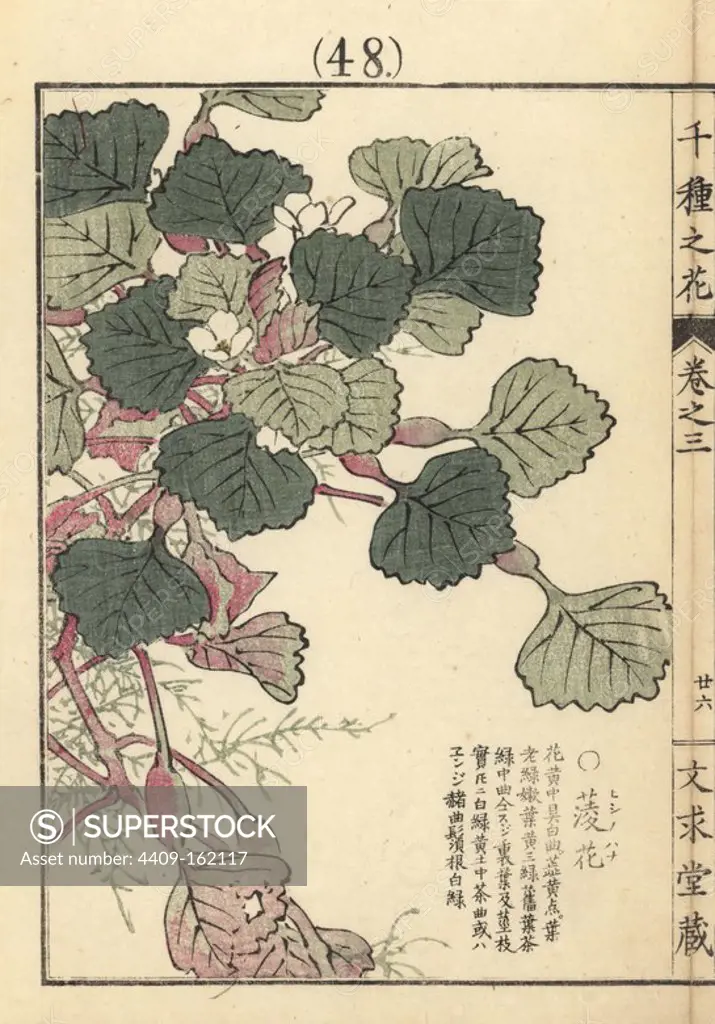 Hishinohana or Japanese water caltrop flower, Trapa japonica. Handcoloured woodblock print by Kono Bairei from Senshu no Hana (One Thousand Varieties of Flowers), Bunkyudo, Kyoto, 1889.