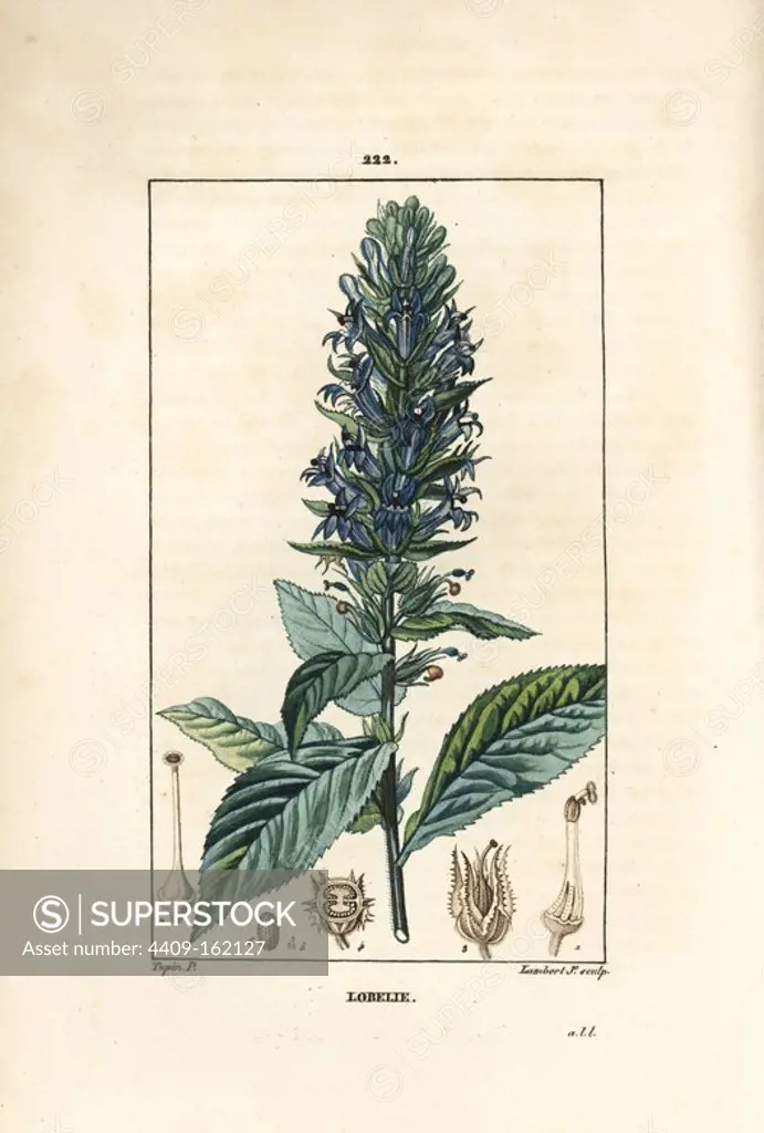 Blue cardinal's flower, Lobelia syphilitica. Handcoloured stipple copperplate engraving by Lambert Junior from a drawing by Pierre Jean-Francois Turpin from Chaumeton, Poiret and Chamberet's "La Flore Medicale," Paris, Panckoucke, 1830. Turpin (1775~1840) was one of the three giants of French botanical art of the era alongside Pierre Joseph Redoute and Pancrace Bessa.