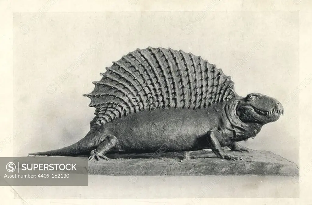 Edaphosaurus (Naosaurus) from Permian strata of Texas. Model restored by C. R. Knight. Photograph from H. N. Hutchinson's "Extinct Monsters and Creatures of Other Days," Chapman and Hall, London, 1894.