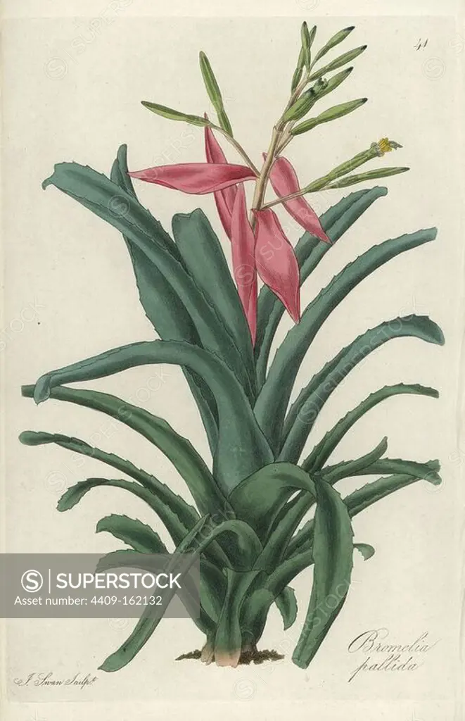 Showy airbroom, Billbergia amoena (Bromelia pallida). Handcoloured copperplate engraving by J. Swan after a botanical illustration by William Jackson Hooker from his own "Exotic Flora," Blackwood, Edinburgh, 1823. Hooker (1785-1865) was an English botanist who specialized in orchids and ferns, and was director of the Royal Botanical Gardens at Kew from 1841.