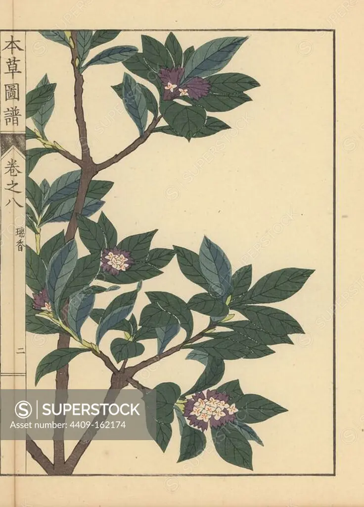 Winter daphne, Daphne odora Thunb. Colour-printed woodblock engraving by Kan'en Iwasaki from "Honzo Zufu," an Illustrated Guide to Medicinal Plants, Japan, 1884. Iwasaki (1786-1842) was a Japanese botanist, entomologist and zoologist. He was one of the first Japanese botanists to incorporate western knowledge into his studies.