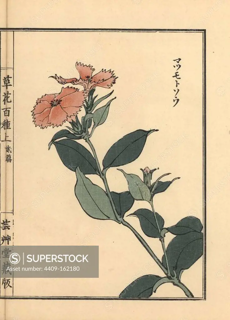 Matsumoto sou or Siebold catchfly, Lychnis sieboldii. Handcoloured woodblock print by Kono Bairei from Kusa Bana Hyakushu (One Hundred Varieties of Flowers), Tokyo, Yamada, 1901.