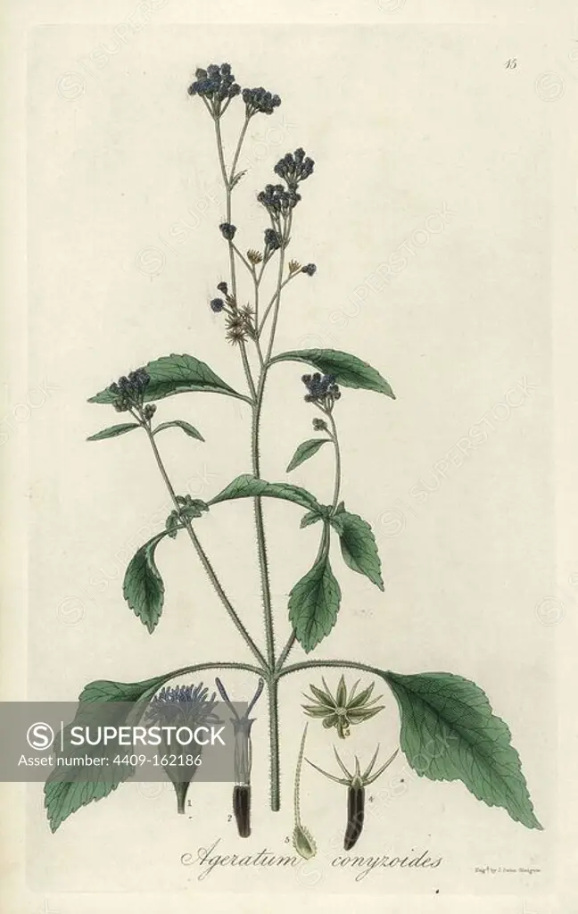 Billygoat-weed or hairy ageratum, Ageratum conyzoides. Handcoloured copperplate engraving by J. Swan after a botanical illustration by William Jackson Hooker from his own "Exotic Flora," Blackwood, Edinburgh, 1823. Hooker (1785-1865) was an English botanist who specialized in orchids and ferns, and was director of the Royal Botanical Gardens at Kew from 1841.