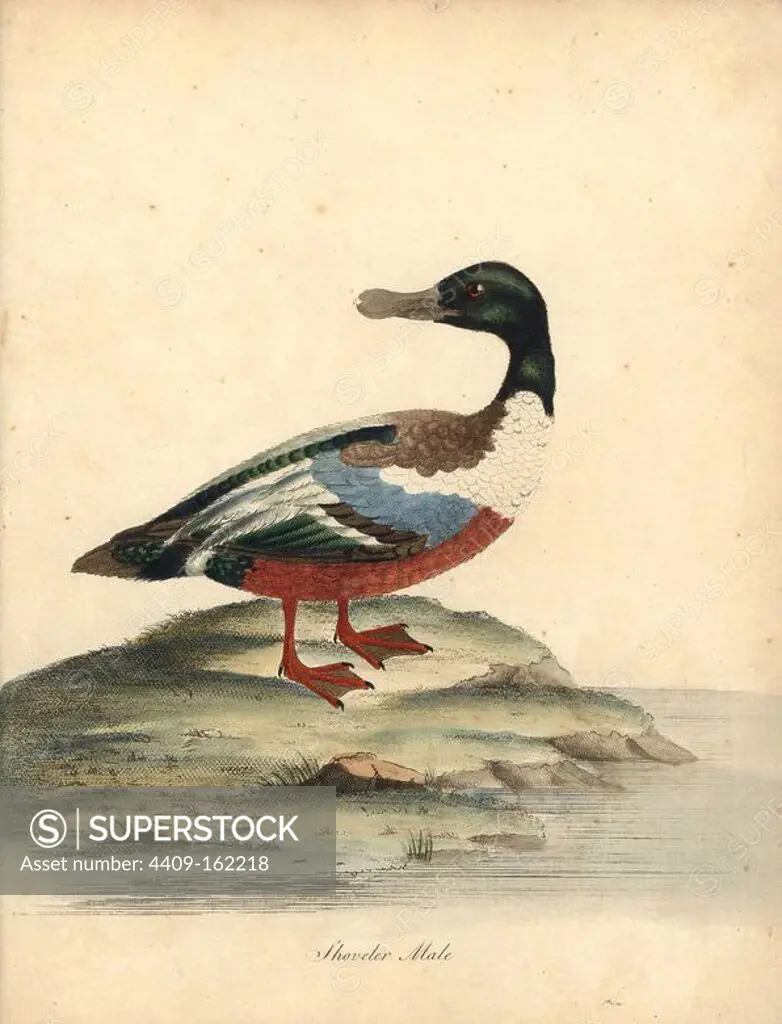 Northern shoveller, Anas clypeata, male. Handcoloured copperplate engraving of an illustration by William Hayes from Portraits of Rare and Curious Birds from the Menagery of Osterly Park, London, Bulmer, 1794.