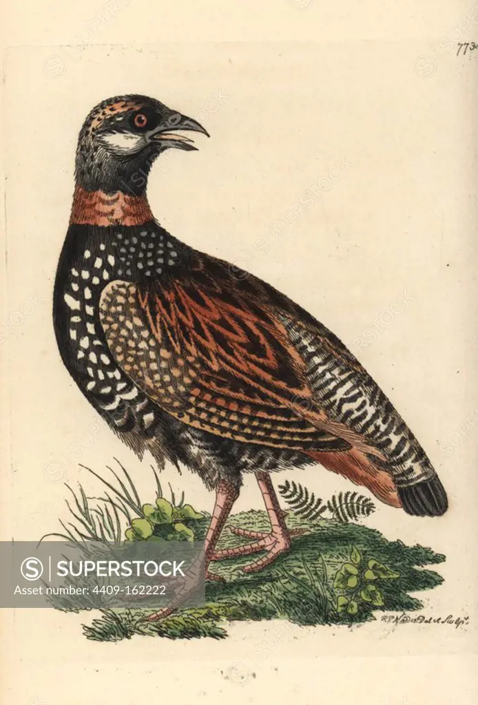 Black francolin, Francolinus francolinus. Illustration drawn and engraved by Richard Polydore Nodder. Handcoloured copperplate engraving from George Shaw and Frederick Nodder's "The Naturalist's Miscellany," London, 1805.