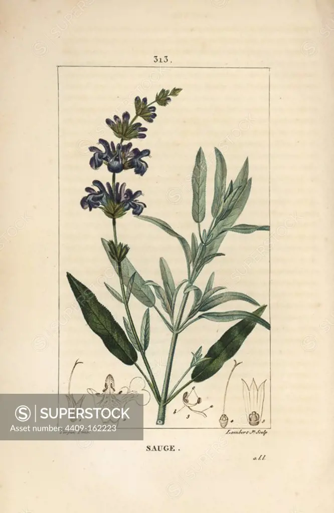 Common sage, Salvia officinalis, with flower, leaf, stalk, and seed. Handcoloured stipple copperplate engraving by Lambert Junior from a drawing by Pierre Jean-Francois Turpin from Chaumeton, Poiret and Chamberet's "La Flore Medicale," Paris, Panckoucke, 1830. Turpin (1775~1840) was one of the three giants of French botanical art of the era alongside Pierre Joseph Redoute and Pancrace Bessa.