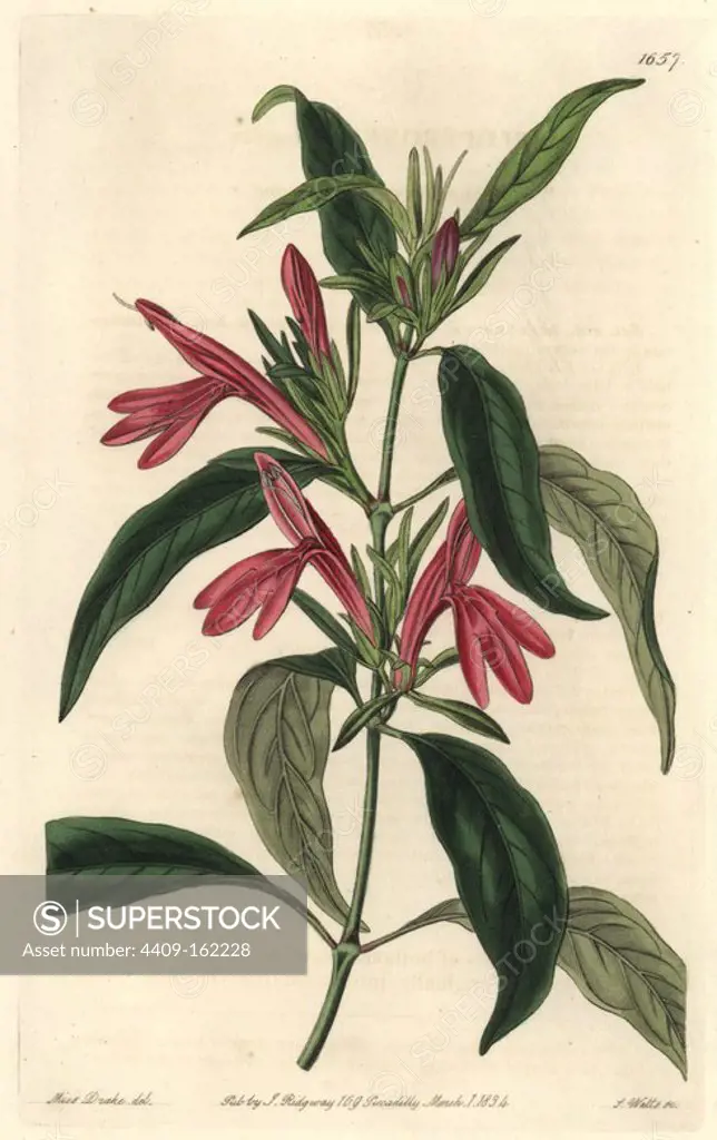 Oblong-leaved beloperone, Justicia plumbaginifolia (Beloperone oblongata). Native to Brazil. Handcoloured copperplate engraving by S. Watts after an illustration by Miss Drake from Sydenham Edwards' "The Botanical Register," London, Ridgway, 1834. Sarah Anne Drake (1803-1857) drew over 1,300 plates for the botanist John Lindley, including many orchids.