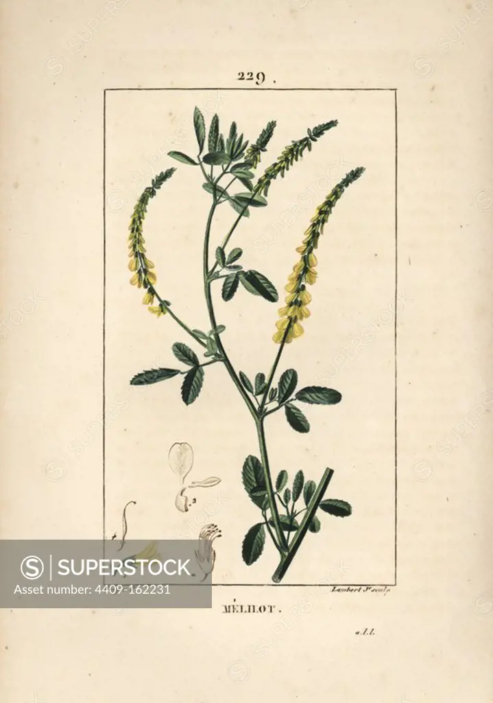Melilot trefoil, Melitotus officinarum. Handcoloured stipple copperplate engraving by Lambert Junior from a drawing by Pierre Jean-Francois Turpin from Chaumeton, Poiret and Chamberet's "La Flore Medicale," Paris, Panckoucke, 1830. Turpin (1775~1840) was one of the three giants of French botanical art of the era alongside Pierre Joseph Redoute and Pancrace Bessa.
