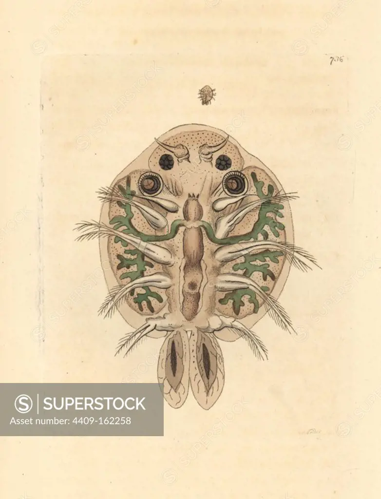 Water flea, Cyclops cyprinaceus, underside magnified under a microscope. Illustration drawn and engraved by Richard Polydore Nodder. Handcoloured copperplate engraving from George Shaw and Frederick Nodder's "The Naturalist's Miscellany," London, 1805.