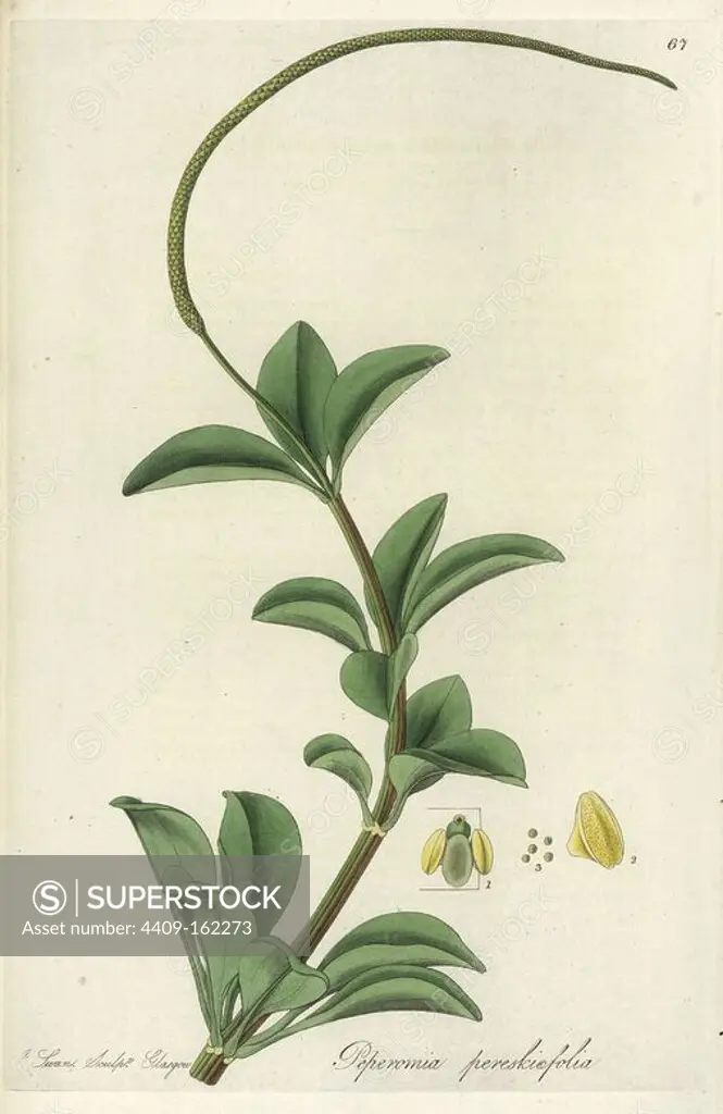 Radiator plant, Peperomia pereskiifolia (Pereskia-leaved peperomia, Peperomia pereskinaefolia). Handcoloured copperplate engraving by J. Swan after a botanical illustration by William Jackson Hooker from his own "Exotic Flora," Blackwood, Edinburgh, 1823. Hooker (1785-1865) was an English botanist who specialized in orchids and ferns, and was director of the Royal Botanical Gardens at Kew from 1841.