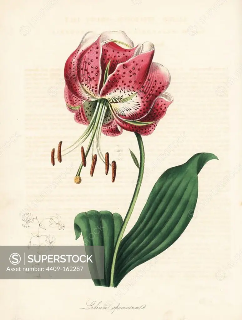 Shewy lily or Japanese lily, Lilium speciosum. Adapted from Mrs. Augusta Withers' illustration in Benjamin Maund's "The Botanist." Handcoloured zincograph by C. Chabot drawn by Miss M. A. Burnett from her "Plantae Utiliores: or Illustrations of Useful Plants," Whittaker, London, 1842. Miss Burnett drew the botanical illustrations, but the text was chiefly by her late brother, British botanist Gilbert Thomas Burnett (1800-1835).