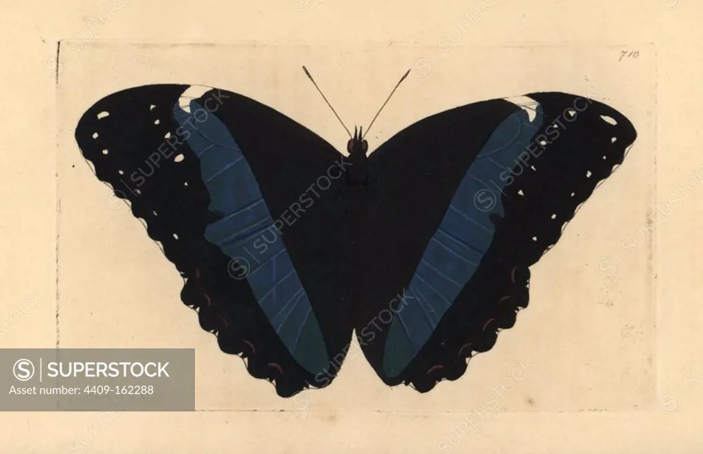 Achilles morpho butterfly variety, Morpho achilles var. Illustration drawn and engraved by Richard Polydore Nodder. Handcoloured copperplate engraving from George Shaw and Frederick Nodder's "The Naturalist's Miscellany," London, 1805.