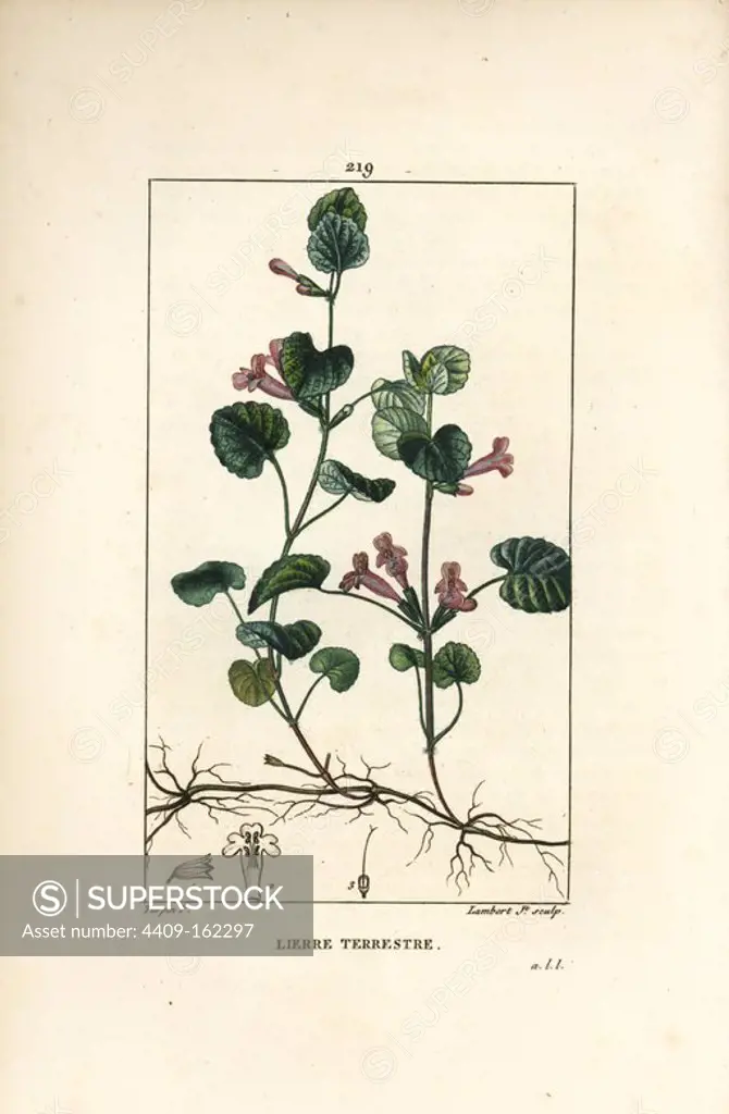 Ground ivy, Hedera terrestris. Handcoloured stipple copperplate engraving by Lambert Junior from a drawing by Pierre Jean-Francois Turpin from Chaumeton, Poiret and Chamberet's "La Flore Medicale," Paris, Panckoucke, 1830. Turpin (1775~1840) was one of the three giants of French botanical art of the era alongside Pierre Joseph Redoute and Pancrace Bessa.