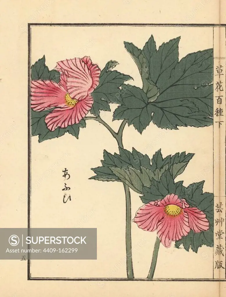 Aoi or hollyhock, Alcea rosea. Handcoloured woodblock print by Kono Bairei from Kusa Bana Hyakushu (One Hundred Varieties of Flowers), Tokyo, Yamada, 1901.