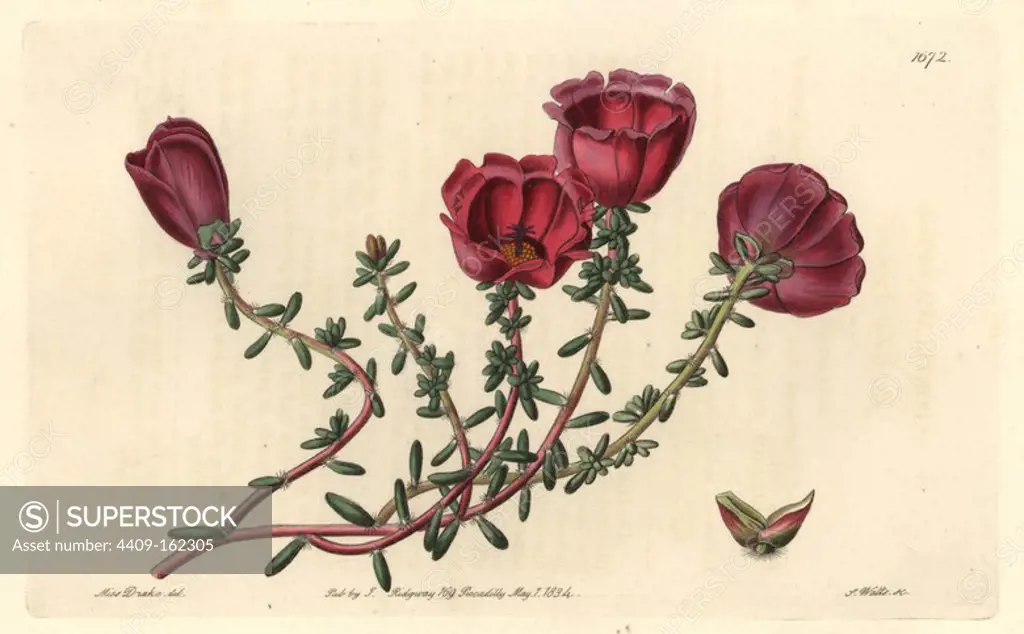 Moss-rose purslane, Portulaca grandiflora (Dr. Gillies' purslane, Portulaca gilliesii). Native to Chile. Handcoloured copperplate engraving by S. Watts after an illustration by Miss Drake from Sydenham Edwards' "The Botanical Register," London, Ridgway, 1834. Sarah Anne Drake (1803-1857) drew over 1,300 plates for the botanist John Lindley, including many orchids.