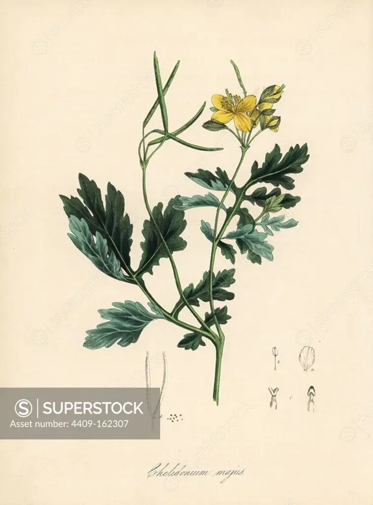 Common or greater celandine, Chelidonium majus. Taken from William Clark's illustration from John Stephenson and James Morss Churchill's "Medical Botany." Handcoloured zincograph by C. Chabot drawn by Miss M. A. Burnett from her "Plantae Utiliores: or Illustrations of Useful Plants," Whittaker, London, 1842. Miss Burnett drew the botanical illustrations, but the text was chiefly by her late brother, British botanist Gilbert Thomas Burnett (1800-1835).