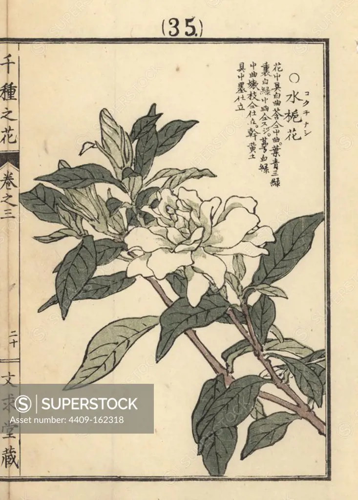 Kokuchinashi or dwarf gardenia, Gardenia augusta Radicans. Handcoloured woodblock print by Kono Bairei from Senshu no Hana (One Thousand Varieties of Flowers), Bunkyudo, Kyoto, 1889.