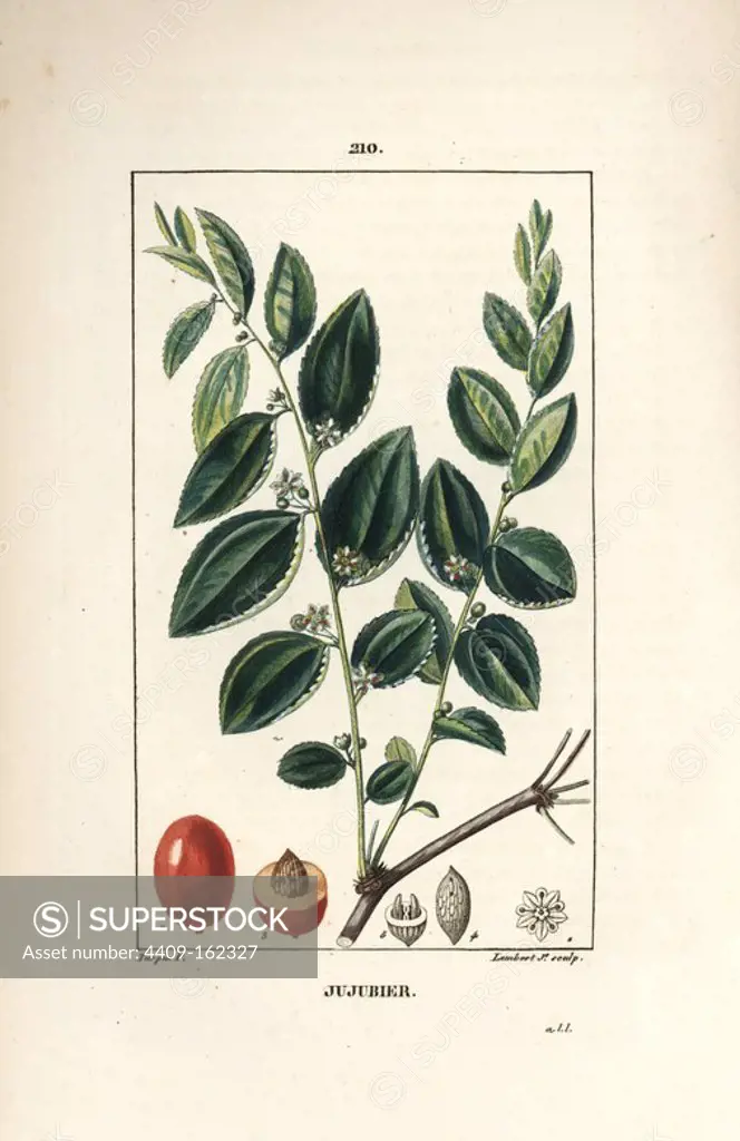 Jujube tree, Rhamnus zizyphus, with flower, leaf and fruit in section. Handcoloured stipple copperplate engraving by Lambert Junior from a drawing by Pierre Jean-Francois Turpin from Chaumeton, Poiret and Chamberet's "La Flore Medicale," Paris, Panckoucke, 1830. Turpin (1775~1840) was one of the three giants of French botanical art of the era alongside Pierre Joseph Redoute and Pancrace Bessa.