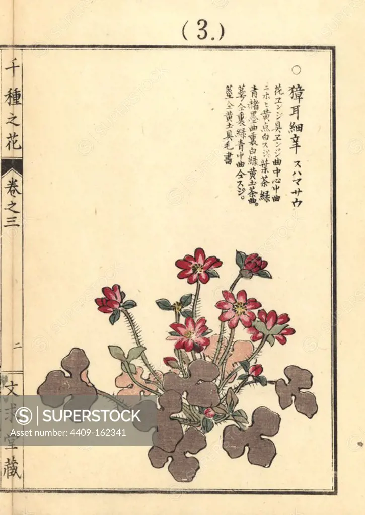 Suhamasou or Japanese hepatica, Anemone hepatica var. japonica. Handcoloured woodblock print by Kono Bairei from Senshu no Hana (One Thousand Varieties of Flowers), Bunkyudo, Kyoto, 1889.