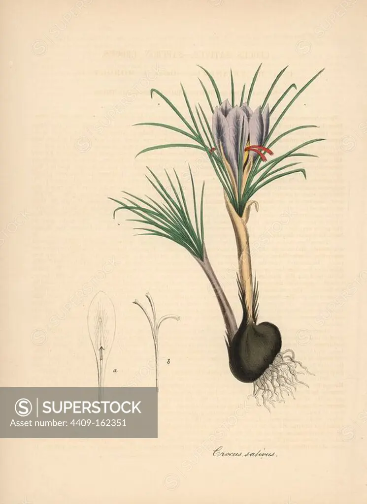 Saffron crocus, Crocus sativus, with flower, leaf, bulb and stamen. Handcoloured zincograph by C. Chabot drawn by Miss M. A. Burnett from her "Plantae Utiliores: or Illustrations of Useful Plants," Whittaker, London, 1842. Miss Burnett drew the botanical illustrations, but the text was chiefly by her late brother, British botanist Gilbert Thomas Burnett (1800-1835).