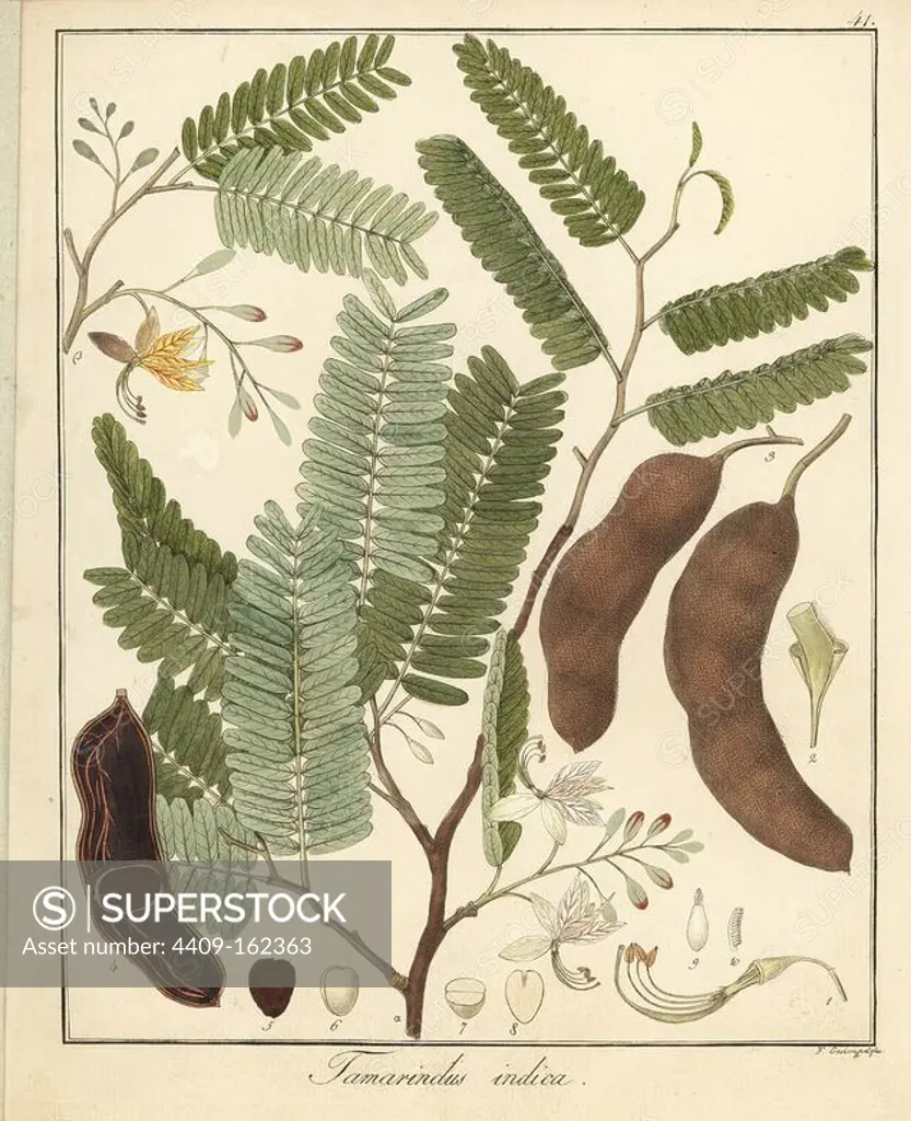 Tamarind, Tamarindus indica. Handcoloured copperplate engraving by F. Guimpel from Dr. Friedrich Gottlob Hayne's Medical Botany, Berlin, 1822. Hayne (1763-1832) was a German botanist, apothecary and professor of pharmaceutical botany at Berlin University.