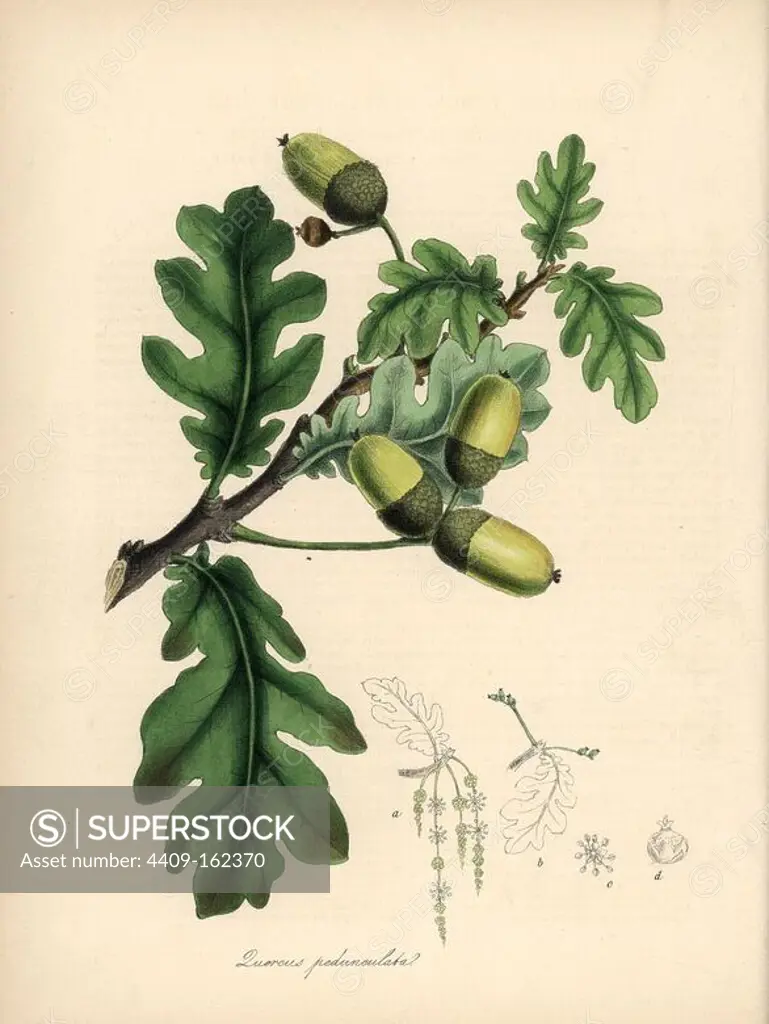 English oak tree, Quercus robur, with flower, leaf and acorn. Handcoloured zincograph by C. Chabot drawn by Miss M. A. Burnett from her "Plantae Utiliores: or Illustrations of Useful Plants," Whittaker, London, 1842. Miss Burnett drew the botanical illustrations, but the text was chiefly by her late brother, British botanist Gilbert Thomas Burnett (1800-1835).