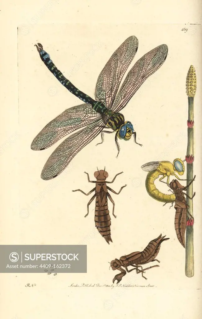Brown hawker dragonfly, Aeshna grandis (Great libellula, Libellula grandis), with larva, nymph and mature dragonfly shedding chrysalis. Illustration drawn and engraved by Richard Polydore Nodder, copied from Roesel's "Insecten Belustigung." Handcoloured copperplate engraving from George Shaw and Frederick Nodder's "The Naturalist's Miscellany," London, 1800.