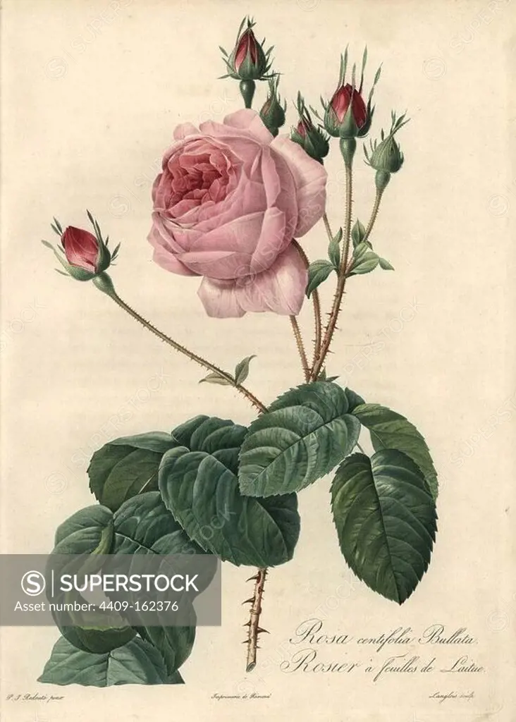 Great cabbage-leaved rose, Rosa centifolia Bullata. Handcoloured stipple copperplate engraving by Langlois after an illustration by Pierre-Joseph Redoute from "Les Roses," Firmin Didot, Paris, 1817.