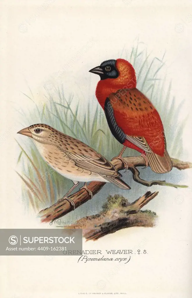 Grenadier weaver, Euplectes orix orix. Chromolithograph by Brumby and Clarke after a painting by Frederick William Frohawk from Arthur Gardiner Butler's "Foreign Finches in Captivity," London, 1899.