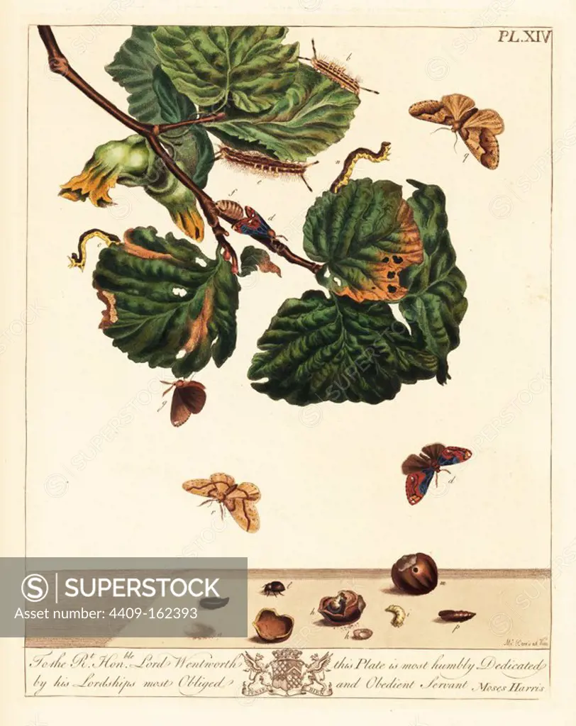 Scarce vapourer moth, Orgyia recens, nut beetle, Strophosomus coryli, and mottled umber moth, Erannis defoliaria. Handcoloured lithograph after an illustration by Moses Harris from "The Aurelian; a Natural History of English Moths and Butterflies," new edition edited by J. O. Westwood, published by Henry Bohn, London, 1840.