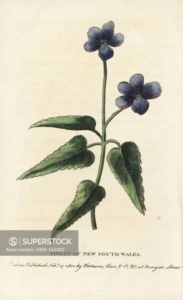 Violet of New South Wales, Viola species. Handcoloured copperplate engraving from "The Naturalist's Pocket Magazine," Harrison, London, 1800.