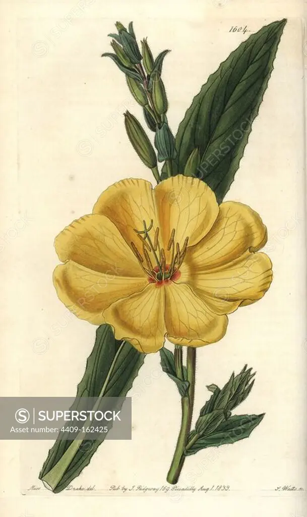Redsepal evening primrose, Oenothera glazioviana (Large-flowered biennial evening primrose, Oenothera biennis var. grandiflora). Handcoloured copperplate engraving by S. Watts after an illustration by Miss Drake from Sydenham Edwards' "The Botanical Register," London, Ridgway, 1833. Sarah Anne Drake (1803-1857) drew over 1,300 plates for the botanist John Lindley, including many orchids.