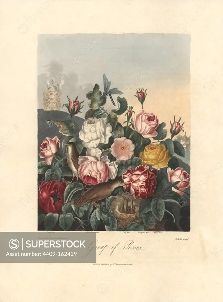 Group of Roses: Damask, white, moss, dog, variegated, and yellow rose. Painted by Robert Thornton, engraved by R. Roffe. Handcoloured stipple copperplate engraving from Dr. Robert Thornton's "Temple of Flora," Lottery edition, London, 1812. The illustrations were a mix of aquatint, mezzotint and stipple engravings finished by hand.