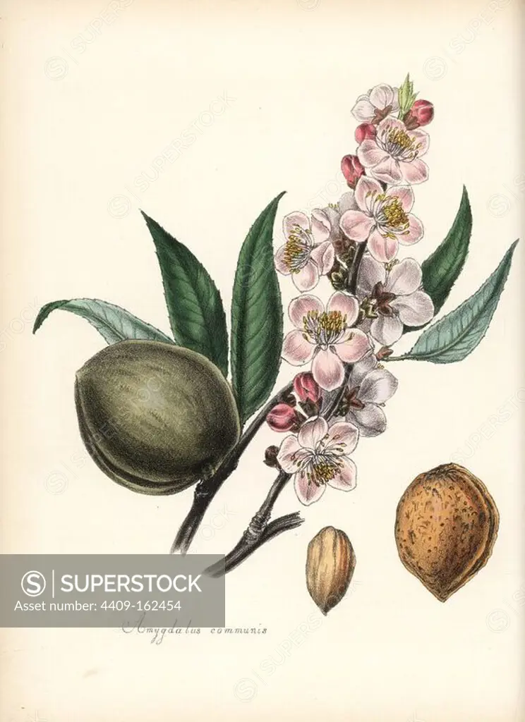 Common almond, Prunus amygdalus (Amygdala communis), with blossom, leaf, fruit and seed (nut). Handcoloured zincograph by Chabots drawn by Miss M. A. Burnett from her "Plantae Utiliores: or Illustrations of Useful Plants," Whittaker, London, 1842. Miss Burnett drew the botanical illustrations, but the text was chiefly by her late brother, British botanist Gilbert Thomas Burnett (1800-1835).