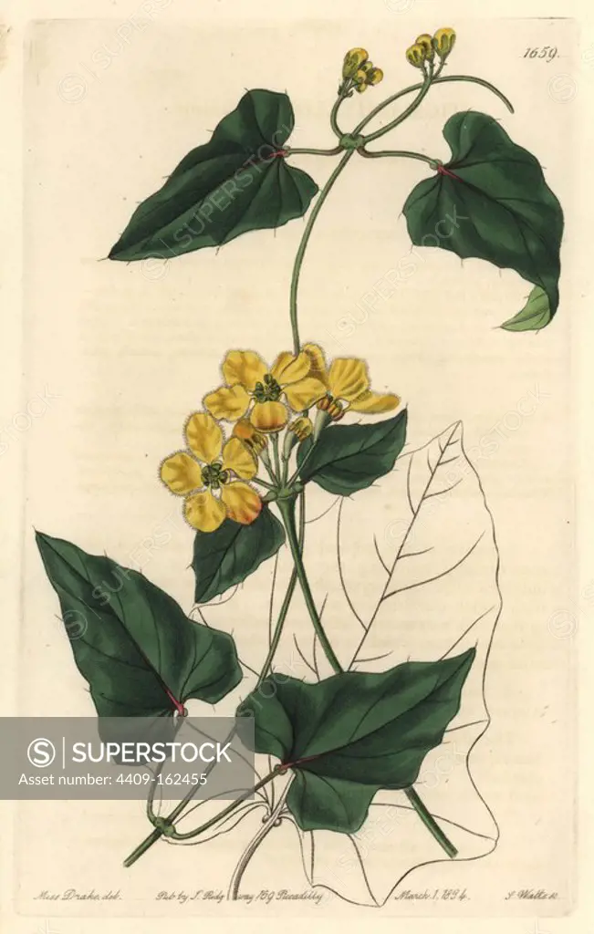 Awned stigmaphyllon, Stigmaphyllon auriculatum (Stigmaphyllon aristatum). Native to South America. Handcoloured copperplate engraving by S. Watts after an illustration by Miss Drake from Sydenham Edwards' "The Botanical Register," London, Ridgway, 1834. Sarah Anne Drake (1803-1857) drew over 1,300 plates for the botanist John Lindley, including many orchids.
