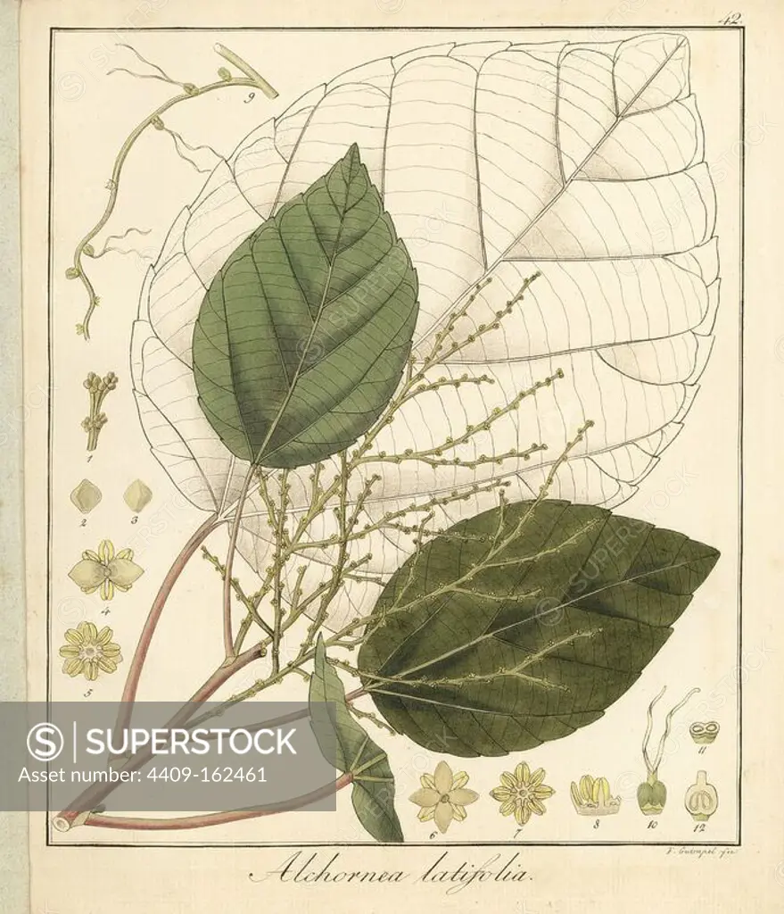 Achiotillo tree, Alchornea latifolia. Handcoloured copperplate engraving by F. Guimpel from Dr. Friedrich Gottlob Hayne's Medical Botany, Berlin, 1822. Hayne (1763-1832) was a German botanist, apothecary and professor of pharmaceutical botany at Berlin University.