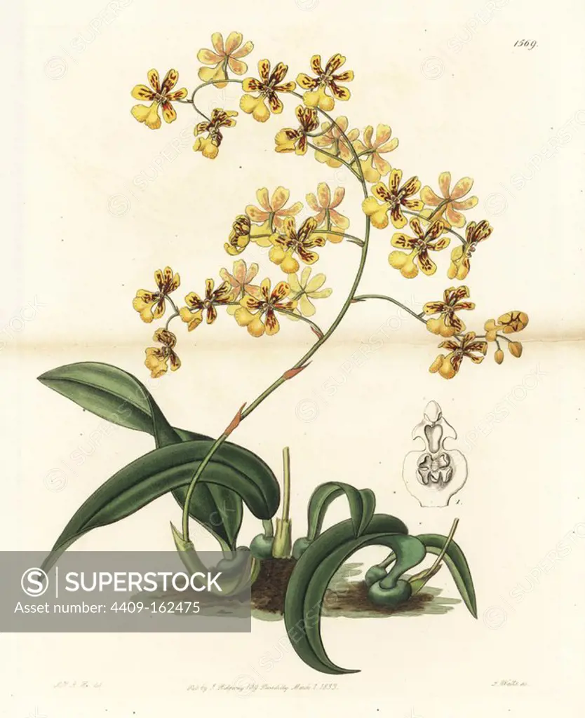 Oncidium auricula orchid (Mrs. Arnold Harrison's oncidium, Oncidium harrisonianum). Handcoloured copperplate engraving by S. Watts after an illustration by Mrs. Arnold Harrison from Sydenham Edwards' "The Botanical Register," London, Ridgway, 1833.